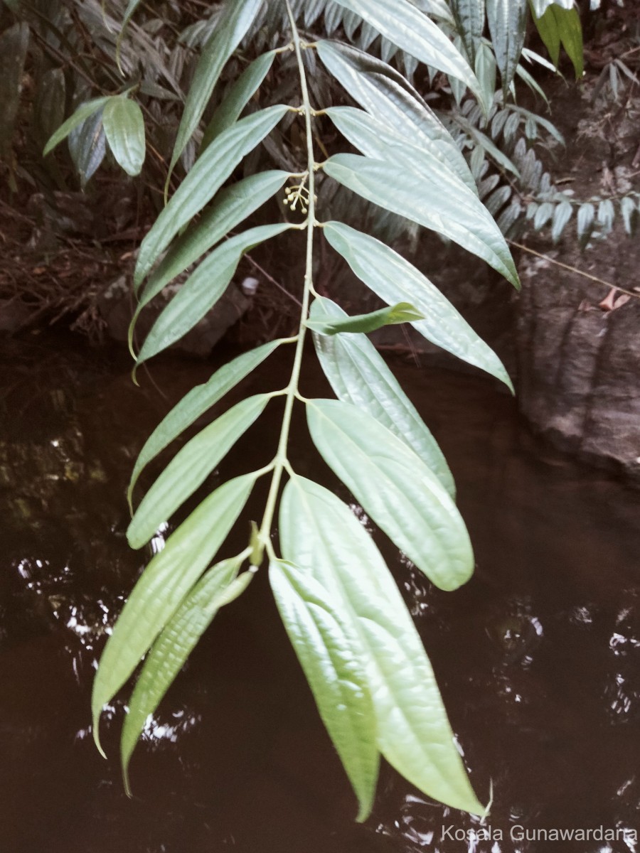 Hortonia angustifolia (Thwaites) Trimen